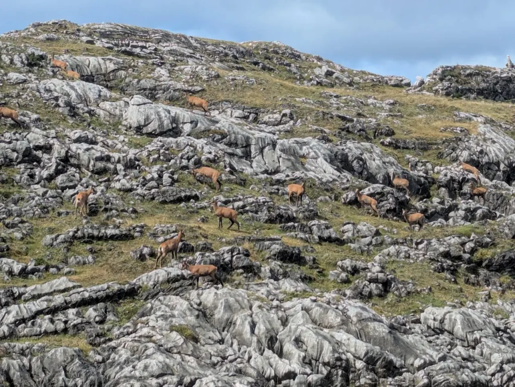 Flora y fauna de los Picos de Europa: biodiversidad y rutas 10 Grupo de rebecos